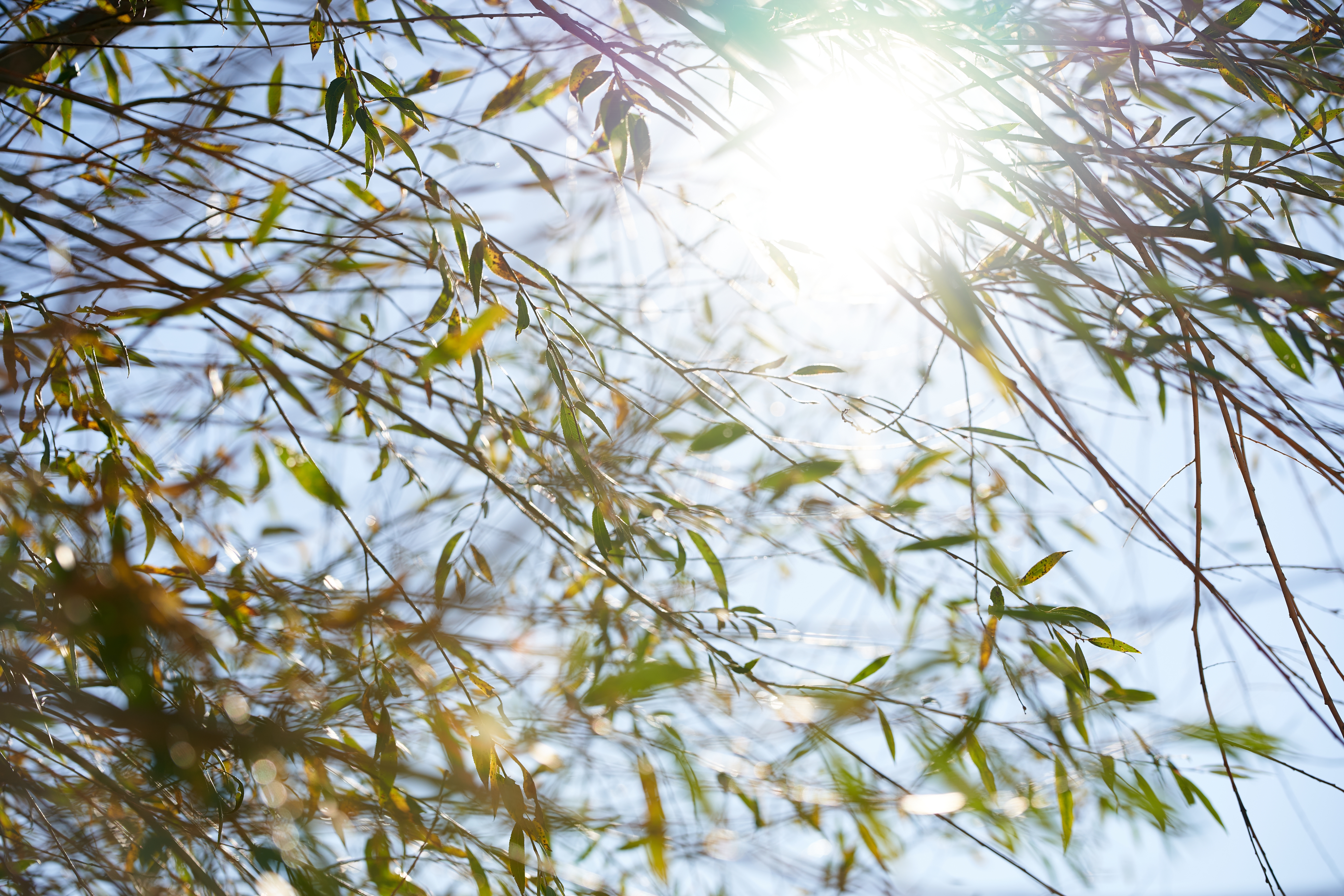 Sun shining through tree branches